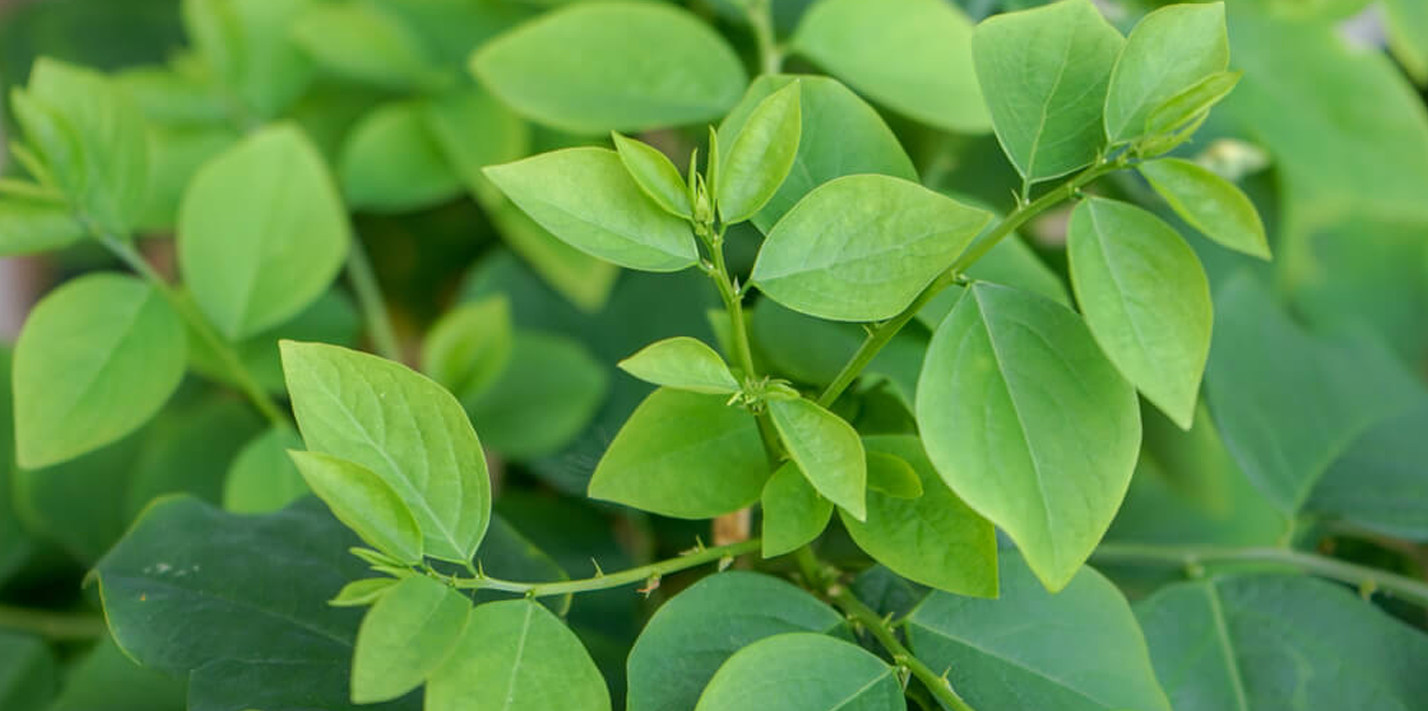 Potensi Seduhan Daun Katuk, Turunkan Angka Antropometri pada Wanita Obesitas